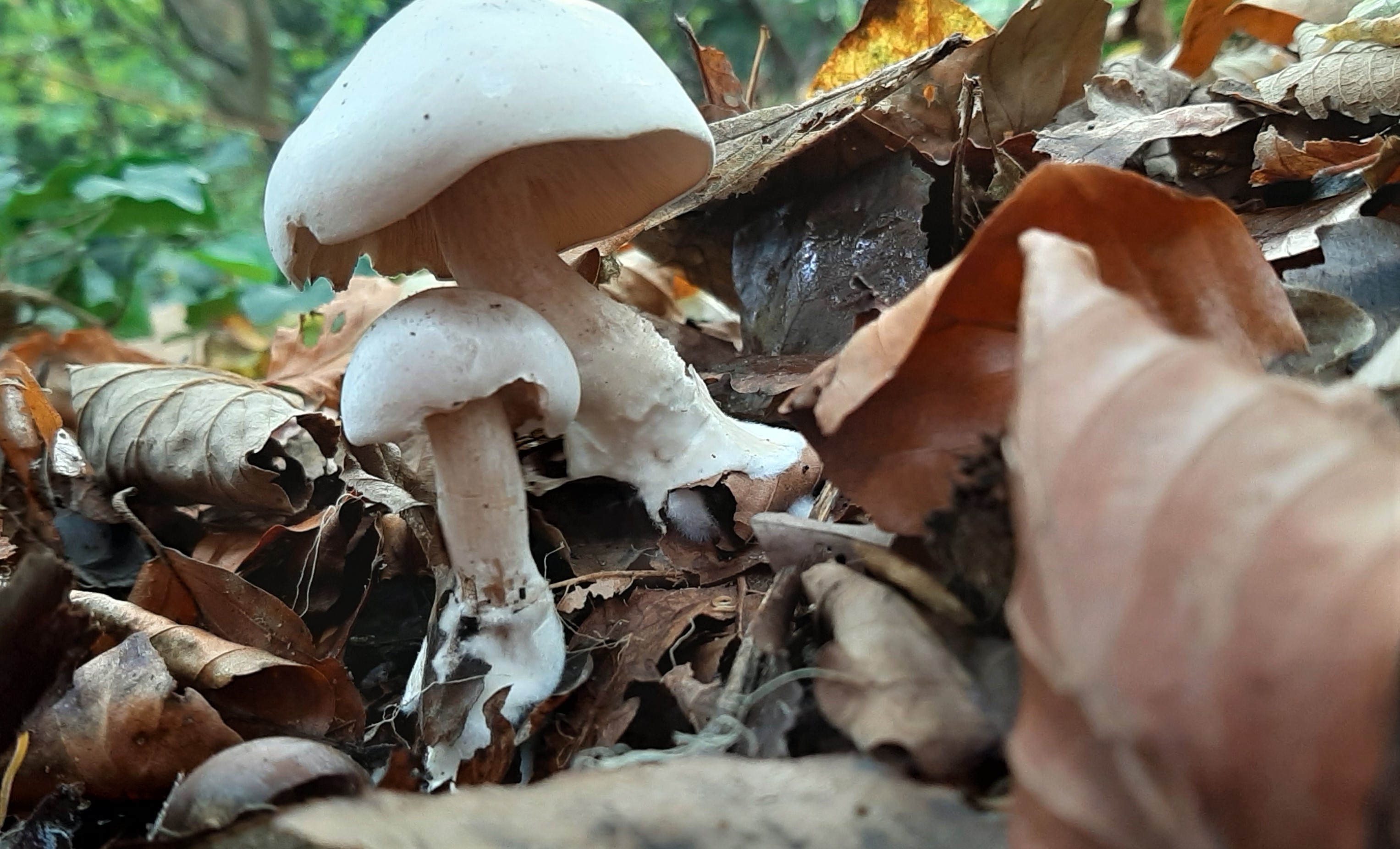 Kleverige knolamaniet of Witte bundel ridderzwam?